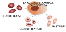 cellula staminale